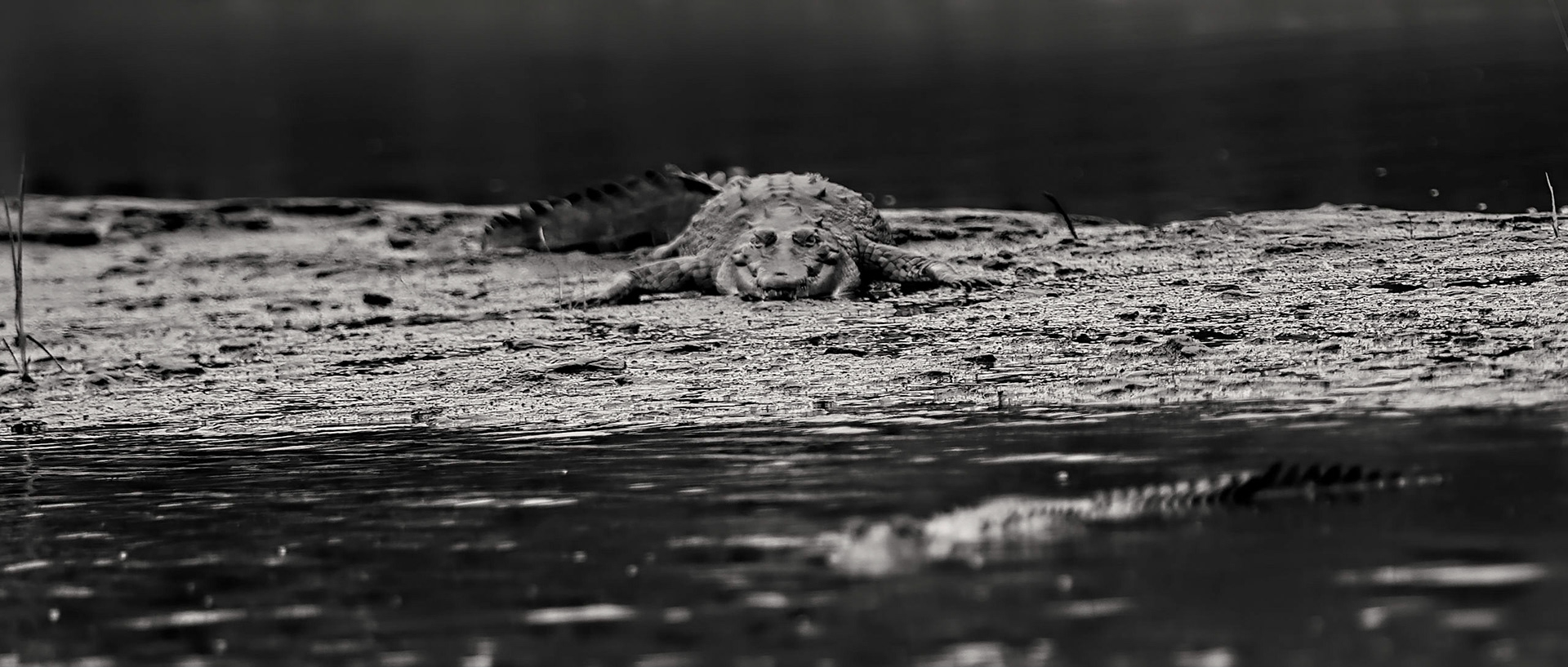 American Crocodile, Crocodylus acutus