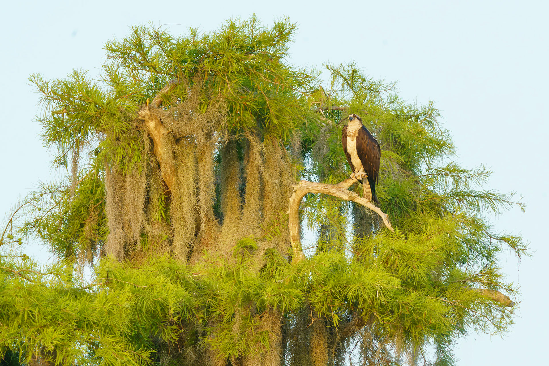 Osprey, Pandion haliaetus
