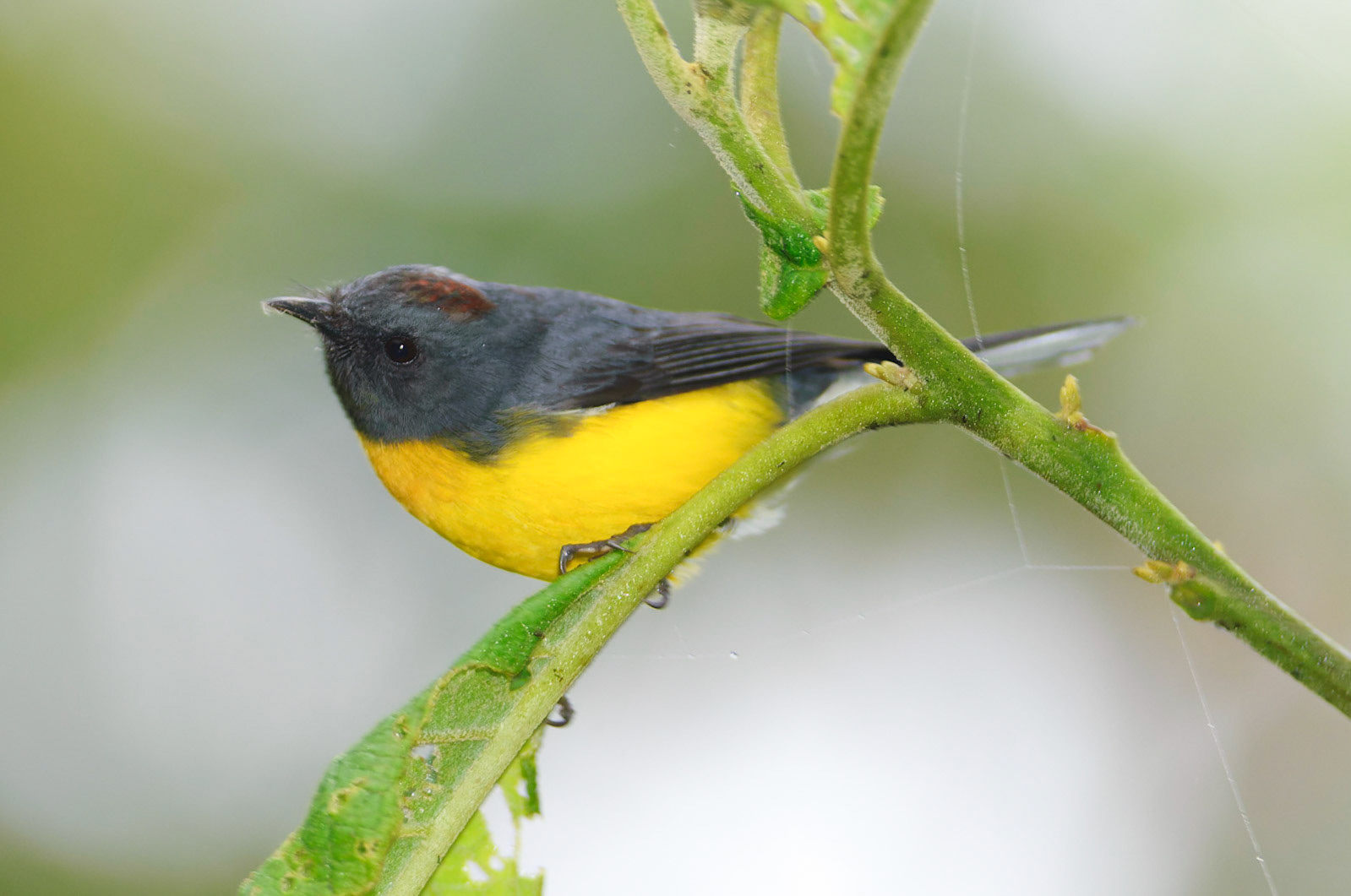 Slate-throated RedstartMyioborus miniatus