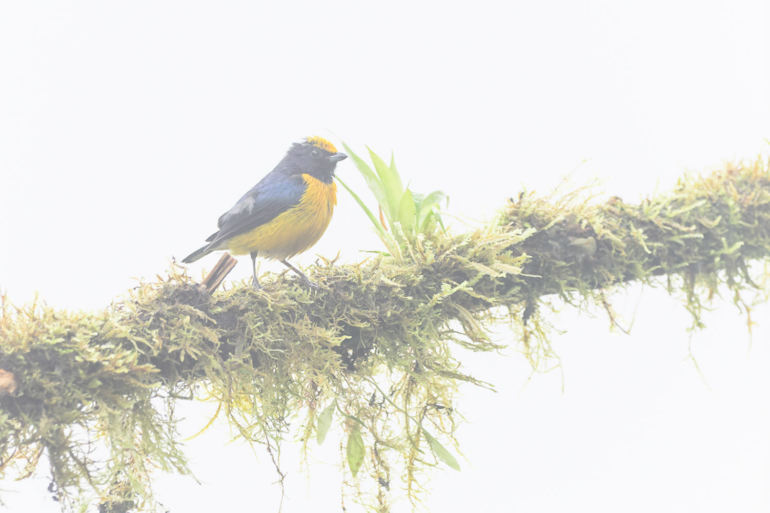 Orange-crowned Euphonia, Euphonia saturata