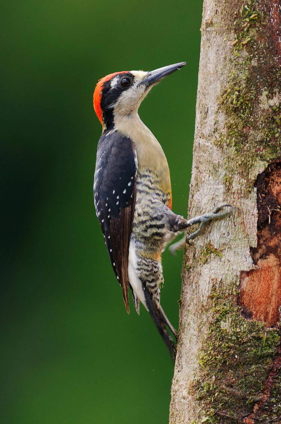 Black-cheeked Woodpecker, Melanerpes pucherani