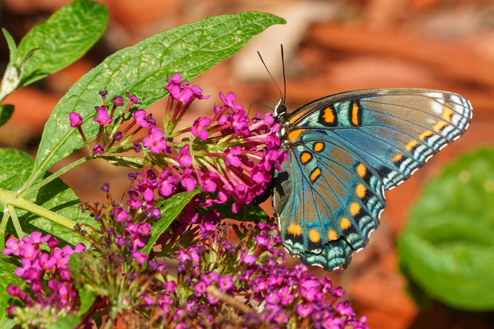 Red-spotted Admiral, (Limenitis arthemis and Butterfly Bush, Buddleia davidii