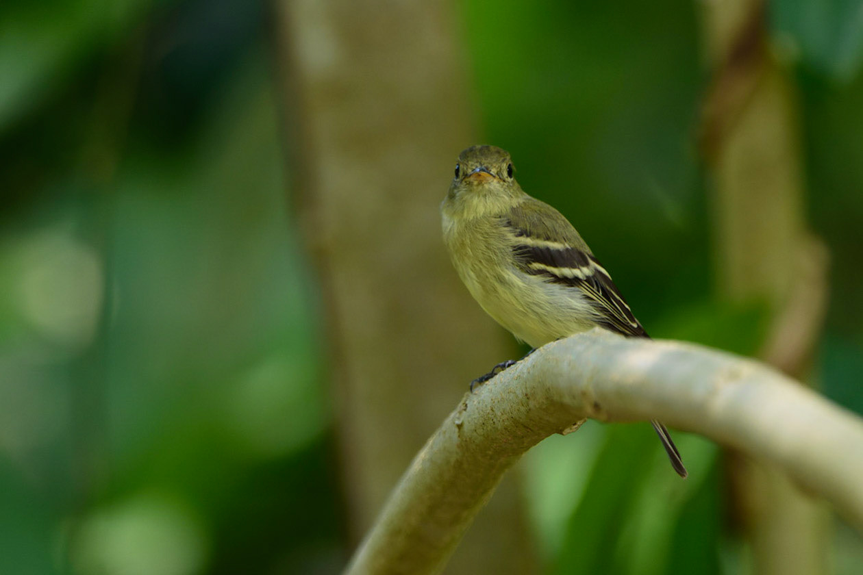Yellowish Flycatcher, Empidonax flavescens