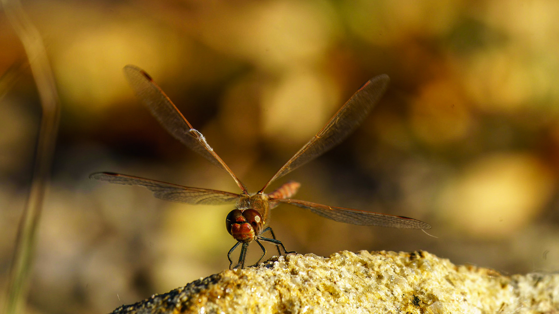 Variegated Meadowhawk, Sympetrum corruptum