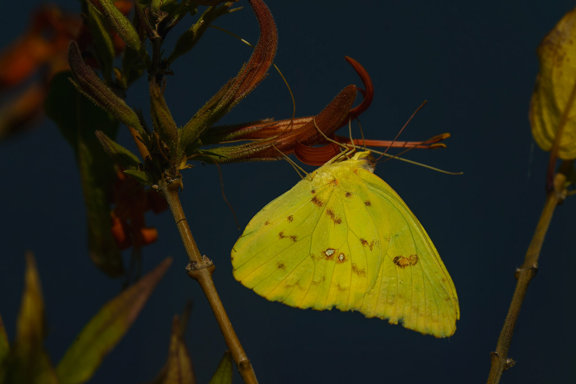 Orange-barred Sulphur, Phoebis philea
