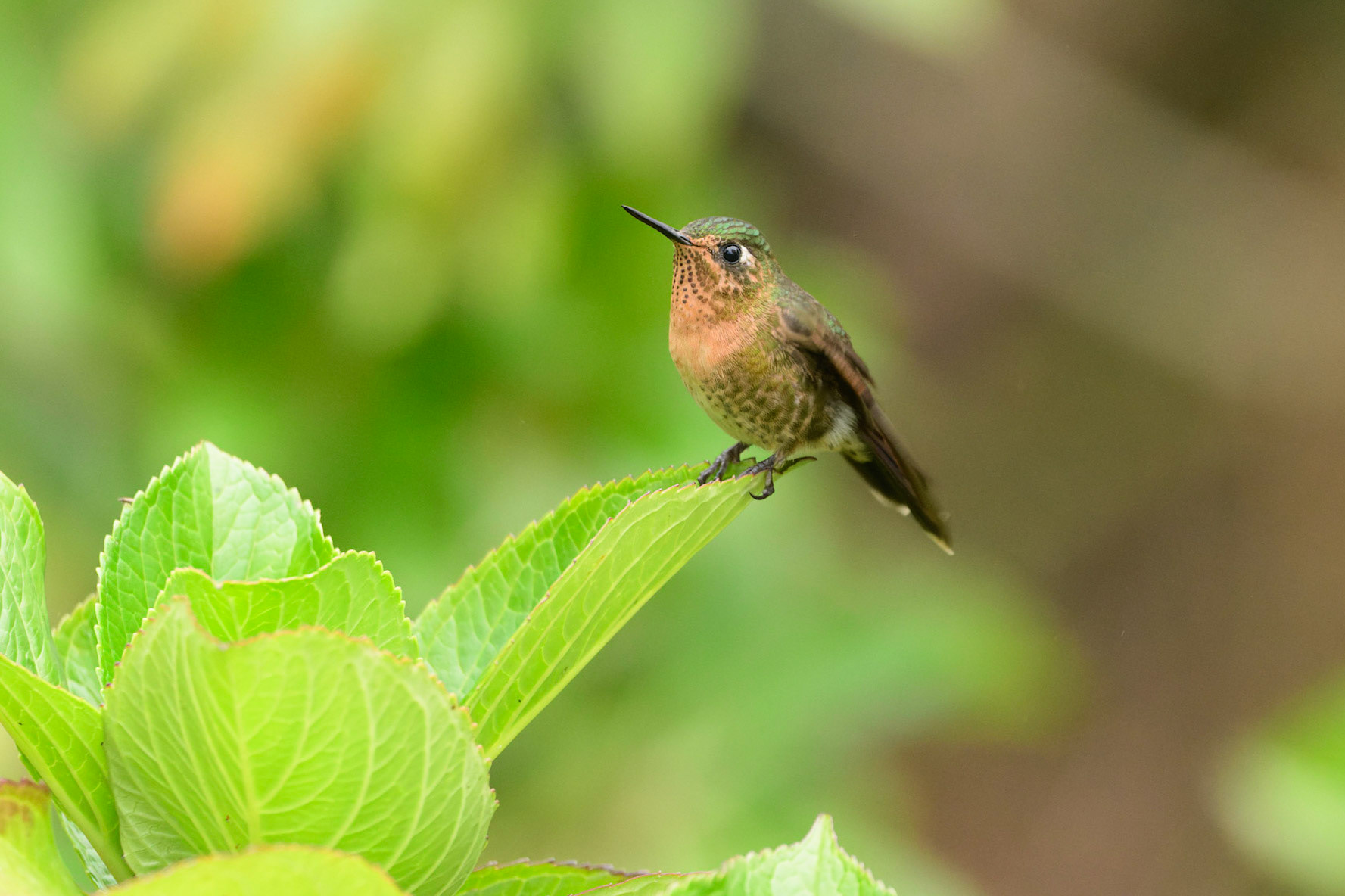 Tyrian Metaltail, Metallura tyrianthina
