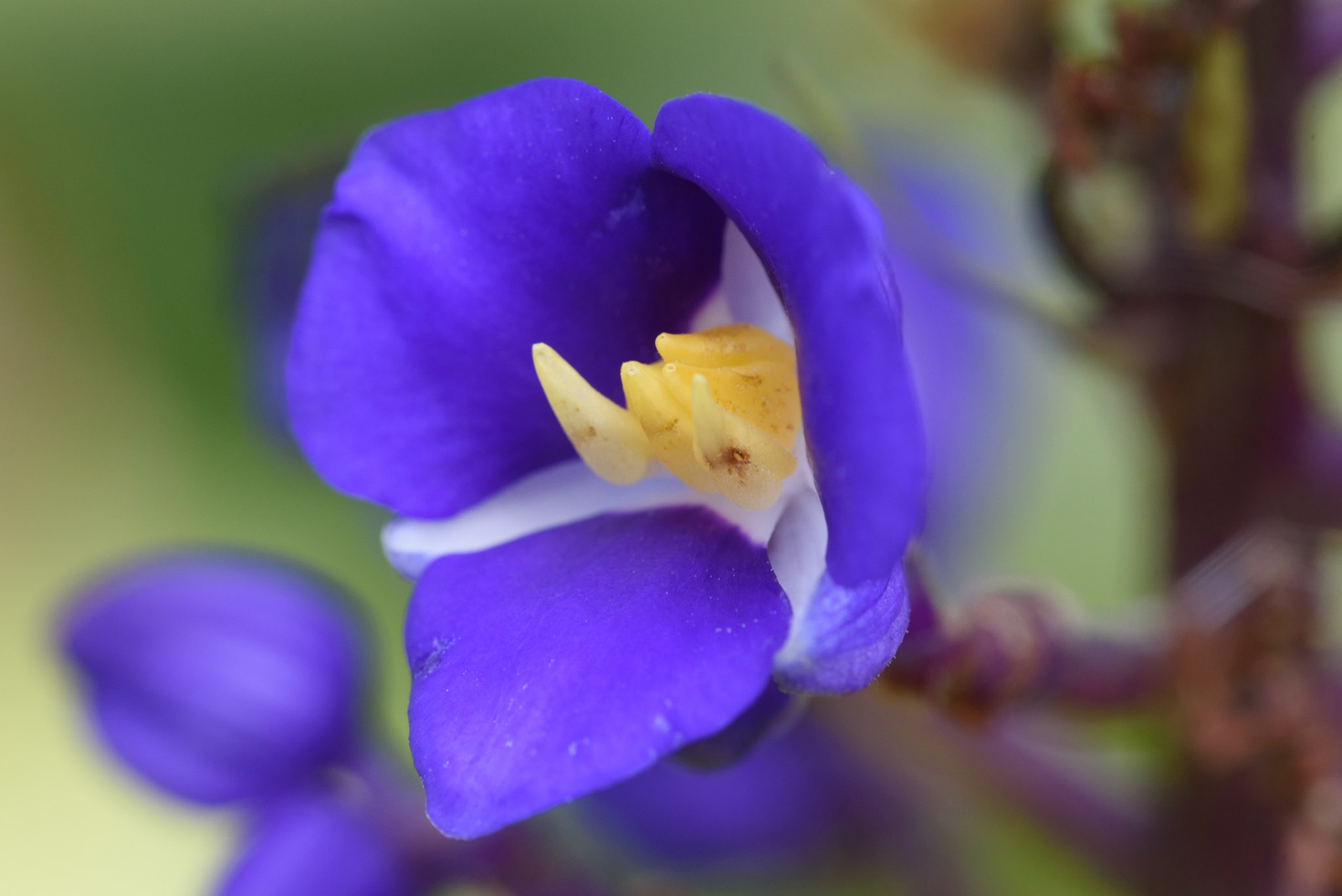 Blue Ginger, Dichorisandra thyrsiflora