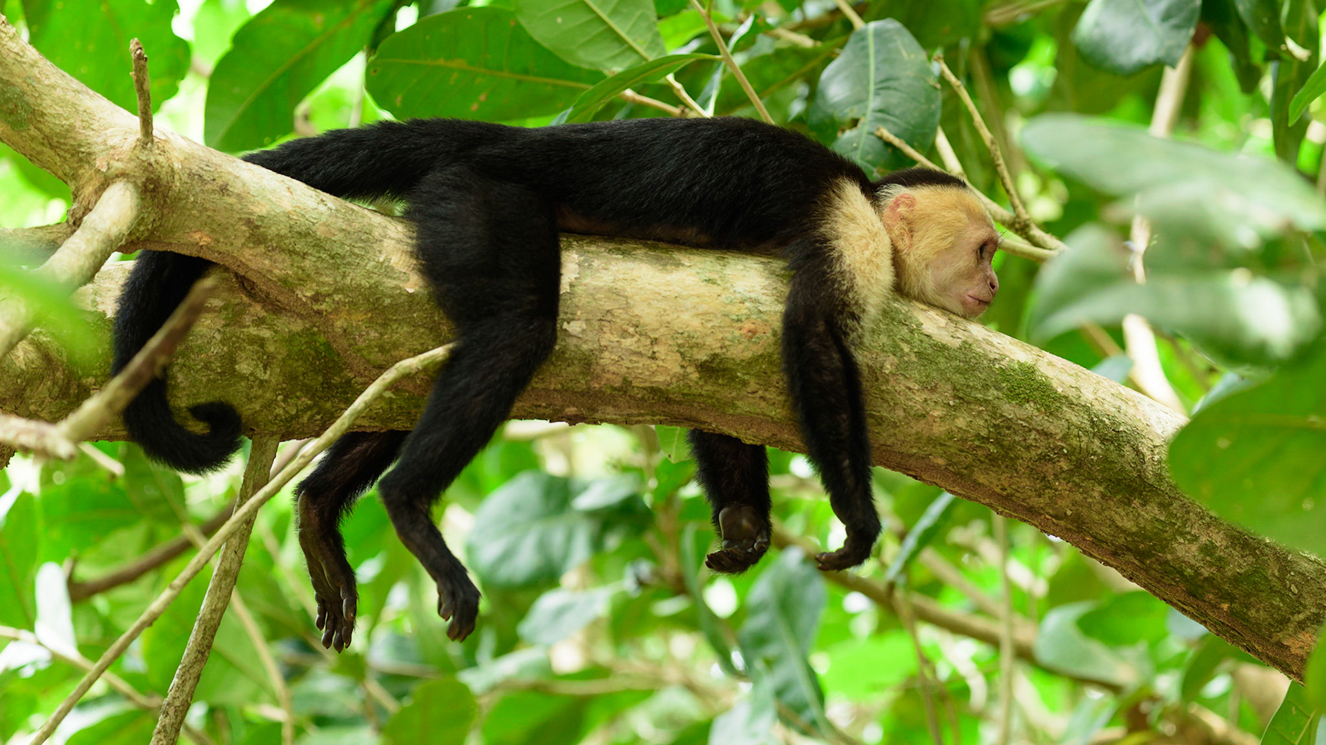 Panamanian white-faced capuchin, Cebus imitator