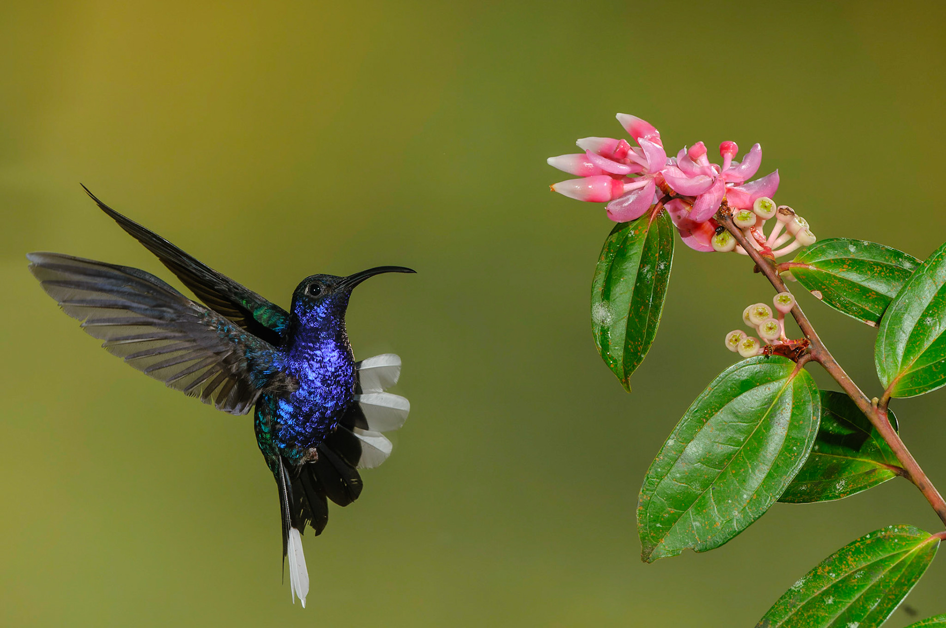 Violet Sabrewing, Campylopterus hemileucurus