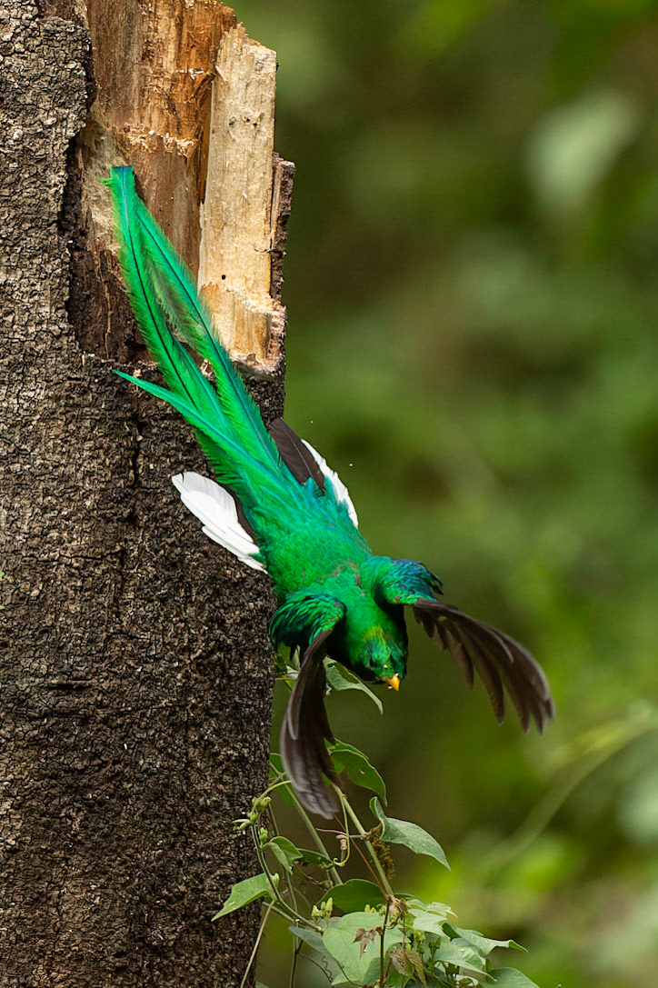 Resplendent Quetzal, Pharomachrus mocinno