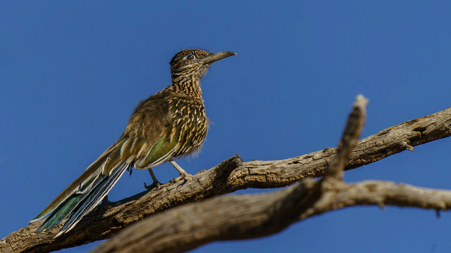 Greater Roadrunner, Geococcyx californianus