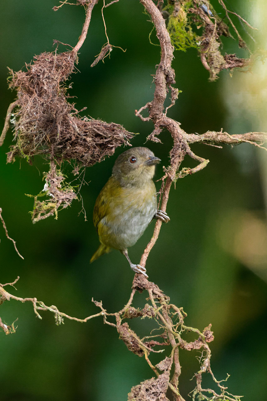 Ashy-throated Chlorospingus, Chlorospingus canigularis