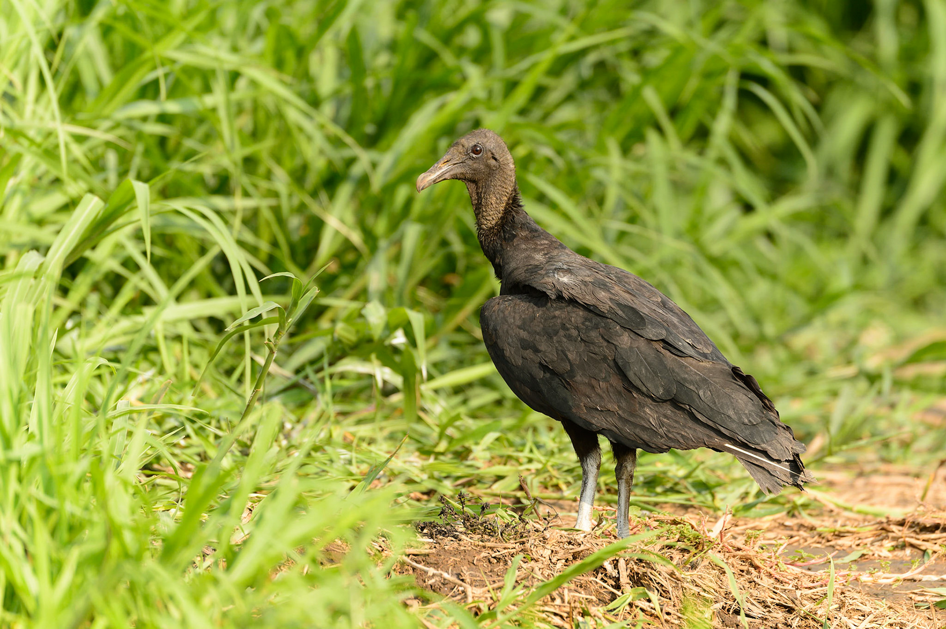Black Vulture, Coragyps atratus