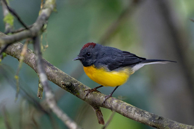 Slate-throated Redstart, Myioborus miniatus