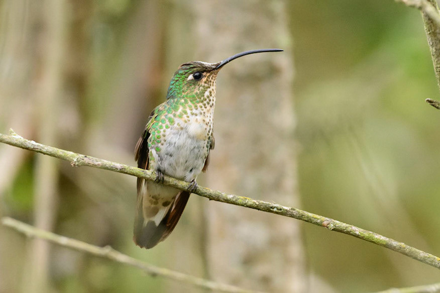 Mountain Velvetbreast, Lafresnaya lafresnayi