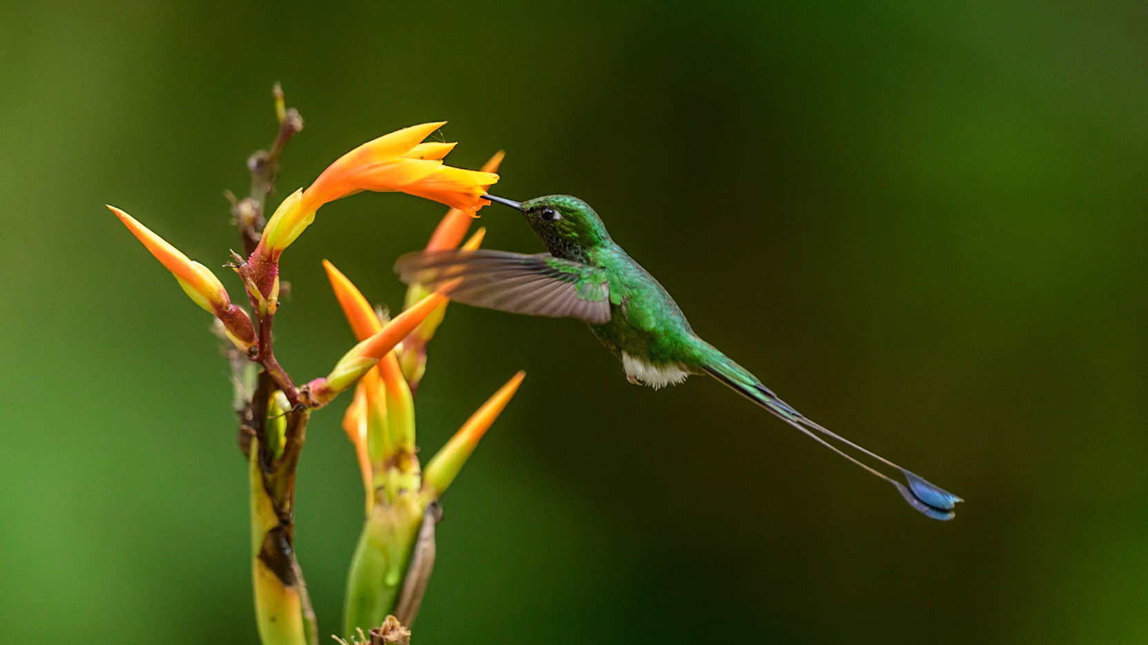 White-booted Racket-tail, Ocreatus underwoodii