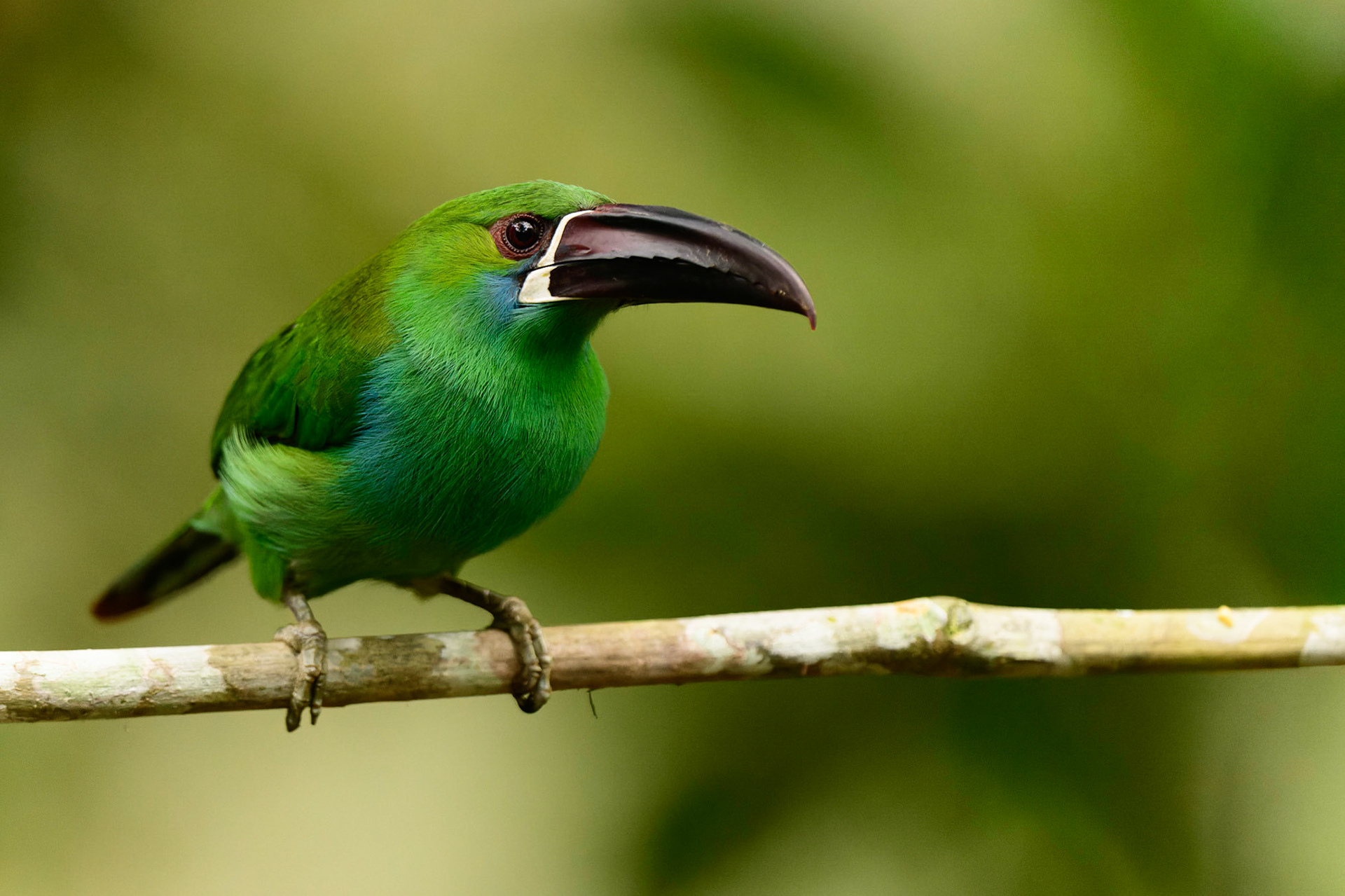 Crimson-rumped Toucanet, Aulacorhynchus haematopygus
