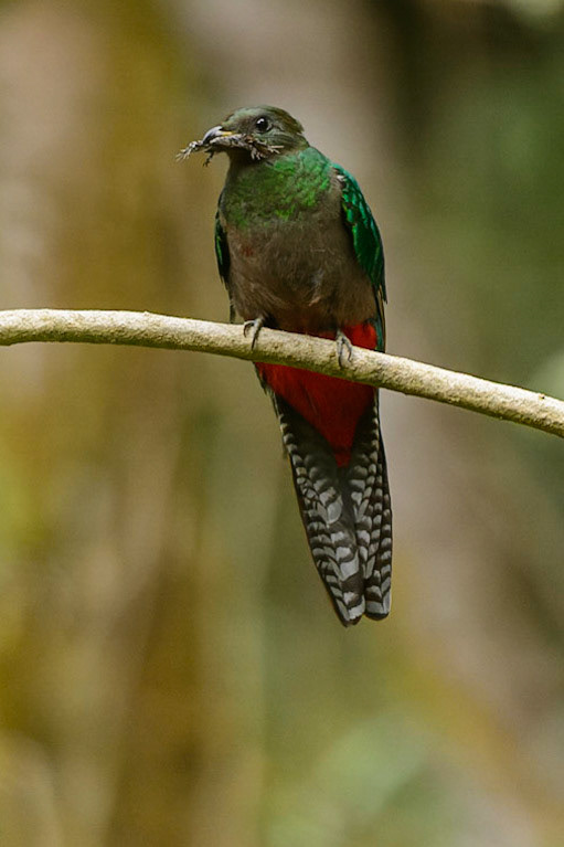 Resplendent Quetzal, Pharomachrus mocinno