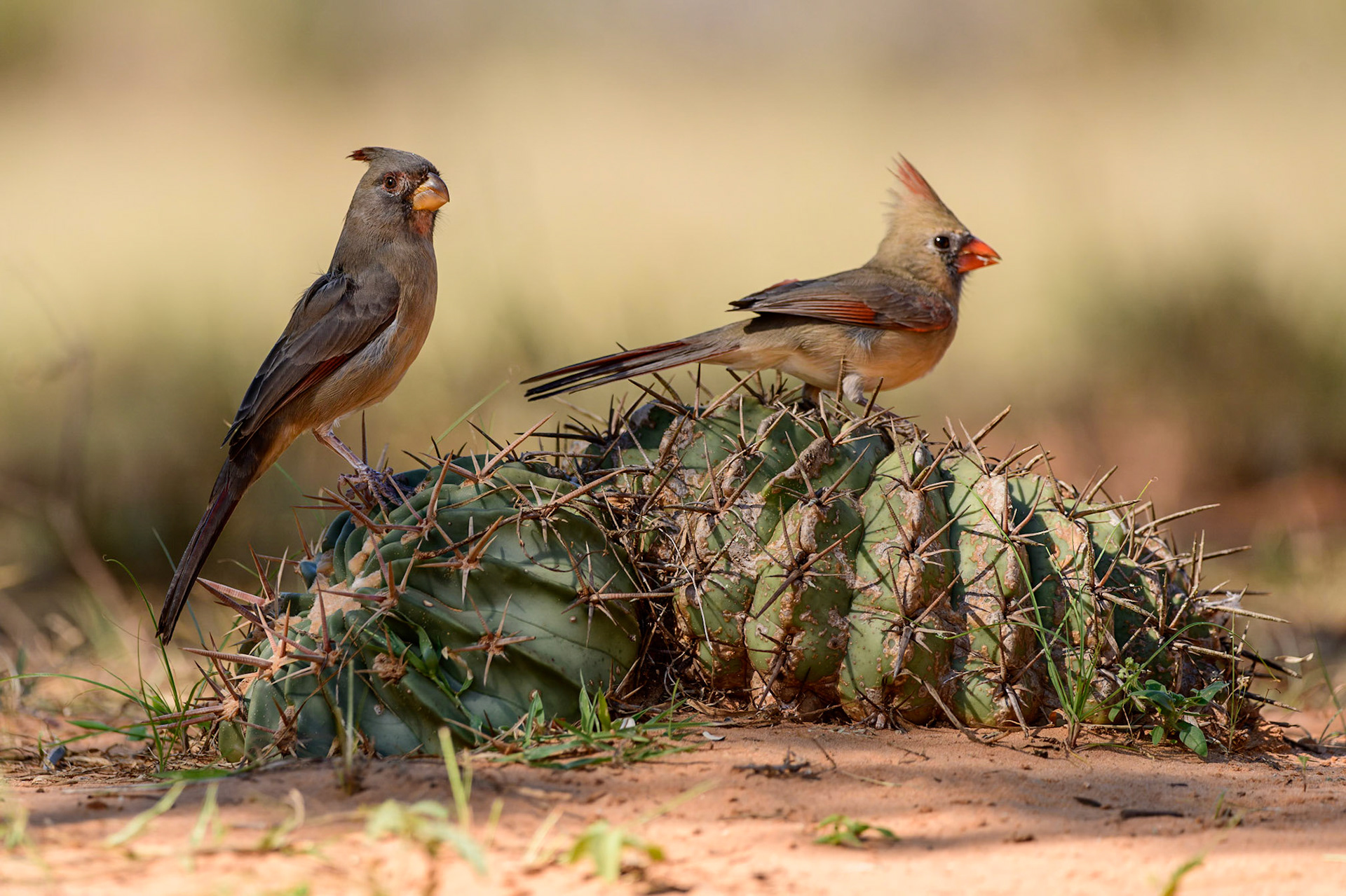A Female Northern Cardinal and a Pyrrhuloxia