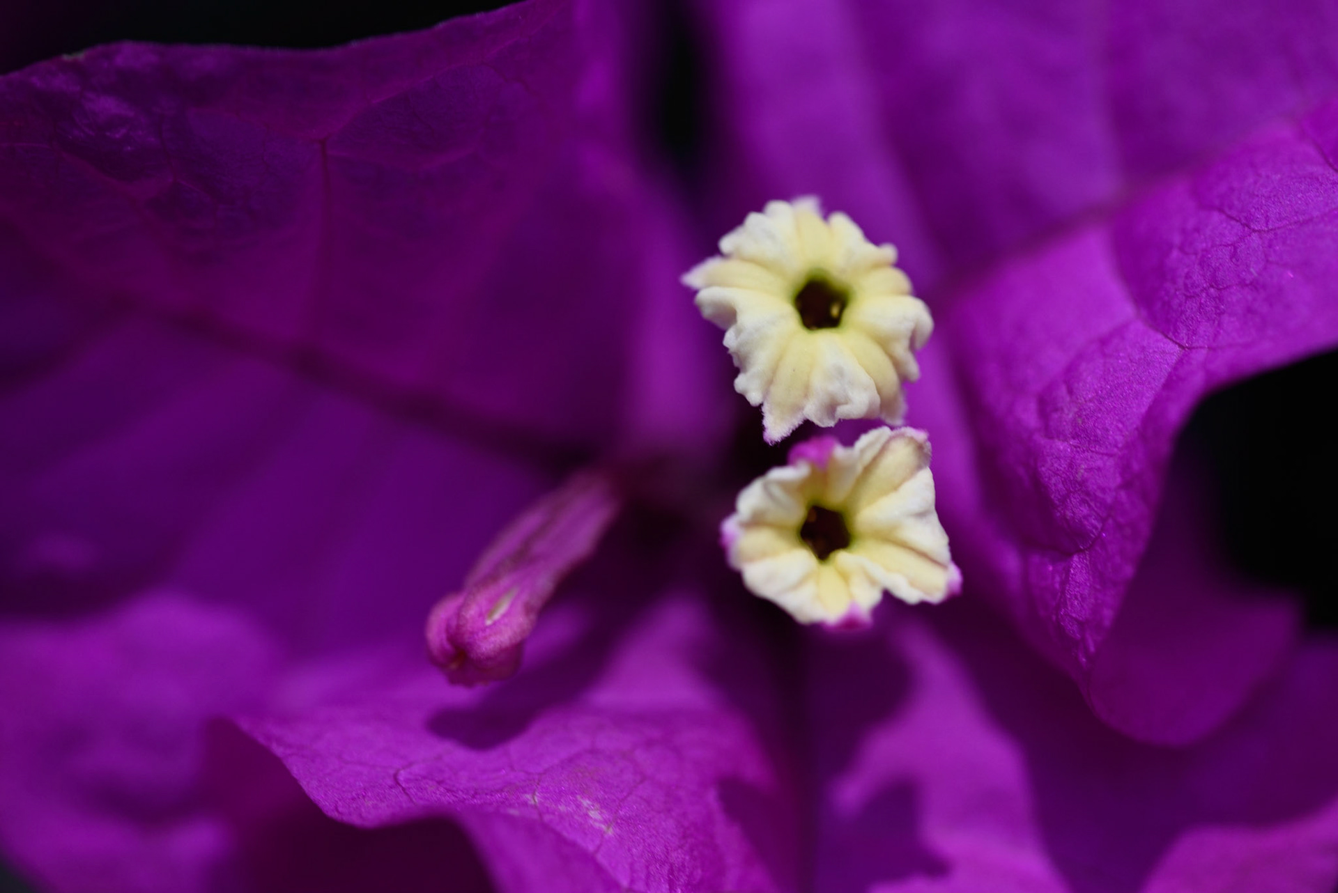 Let me know if you recognize this flower from Costa Rica.