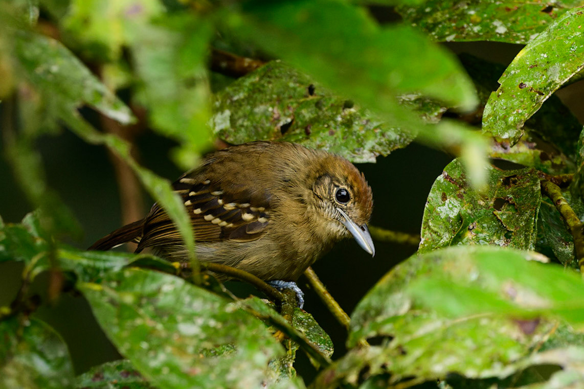 Black-crowned Antshrike, Thamnophilus atrinucha