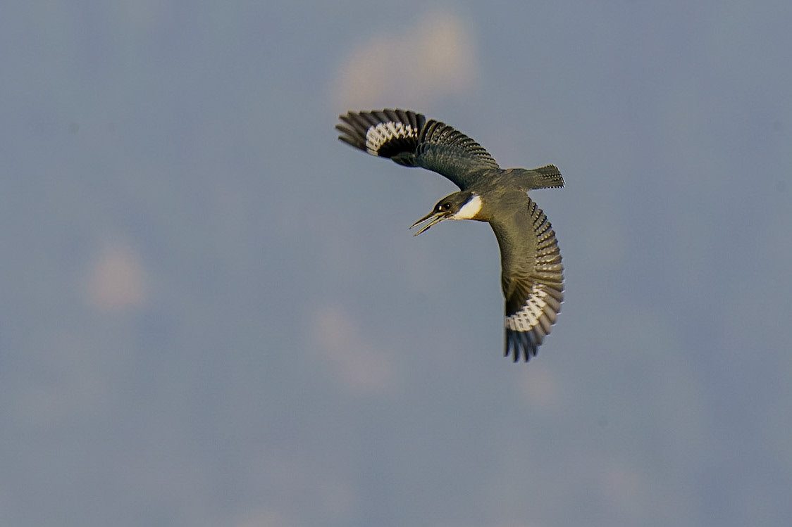Belted Kingfisher, Megaceryle alcyon