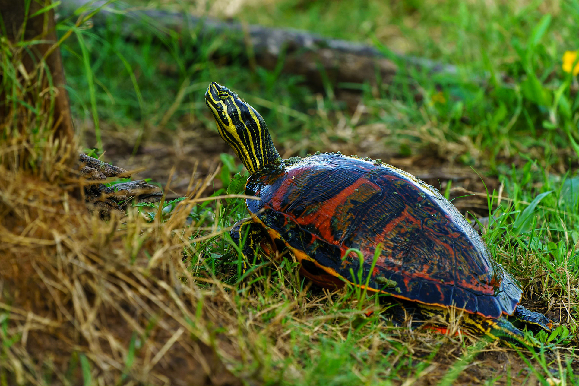 Painted Turtle, Chrysemys picta