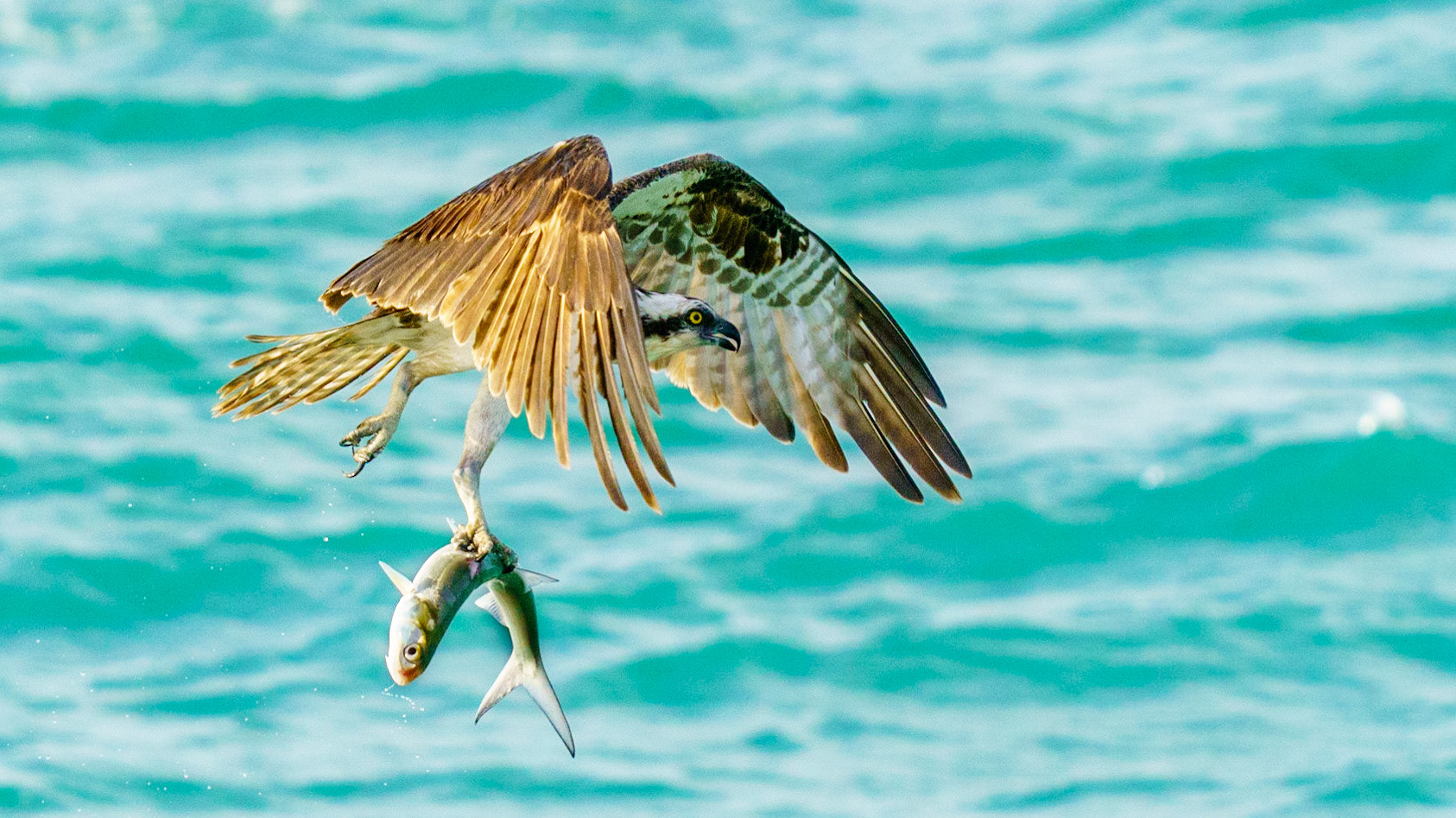 Osprey, Pandion haliaetus