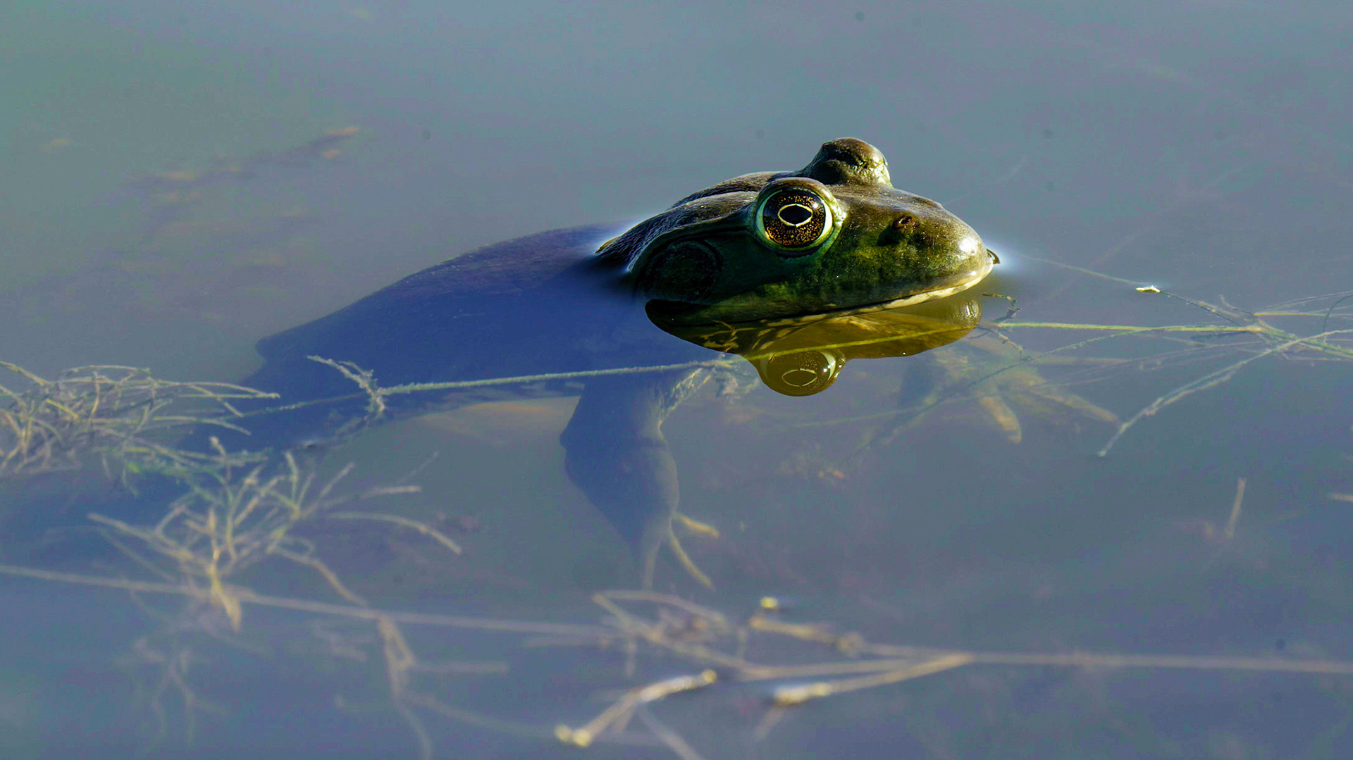 American bullfrog, Lithobates catesbeianus