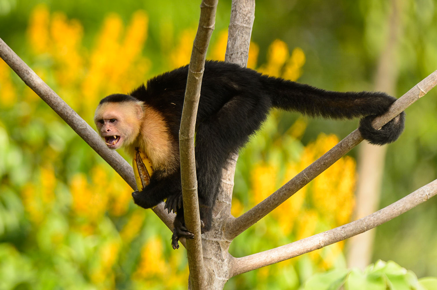 Panamanian white-faced capuchin, Cebus imitator