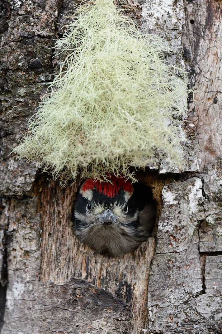 Hairy Woodpecker, Picoides villosus