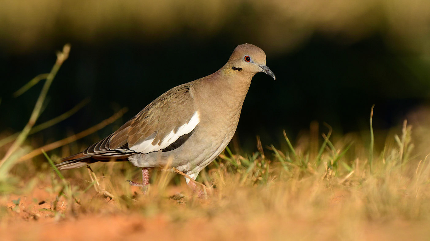 White-tipped Dove Leptotila verreauxi