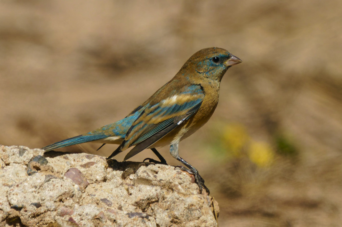 Lazuli Bunting, Passerina amoena