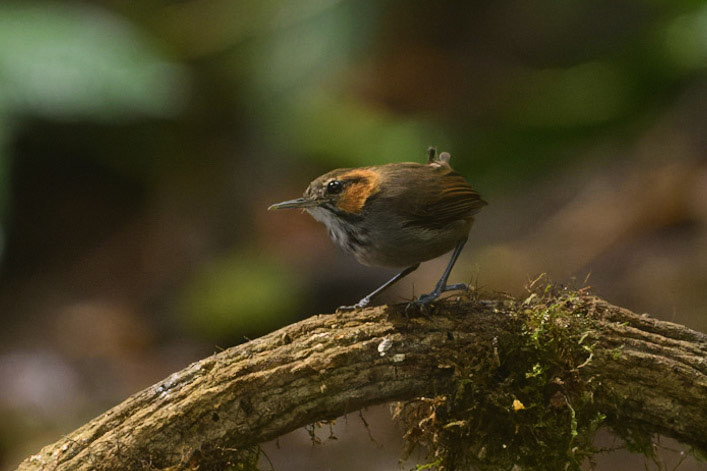 Tawny-faced Gnatwren, Microbates cinereiventris. Also Half-collared Gnatwren