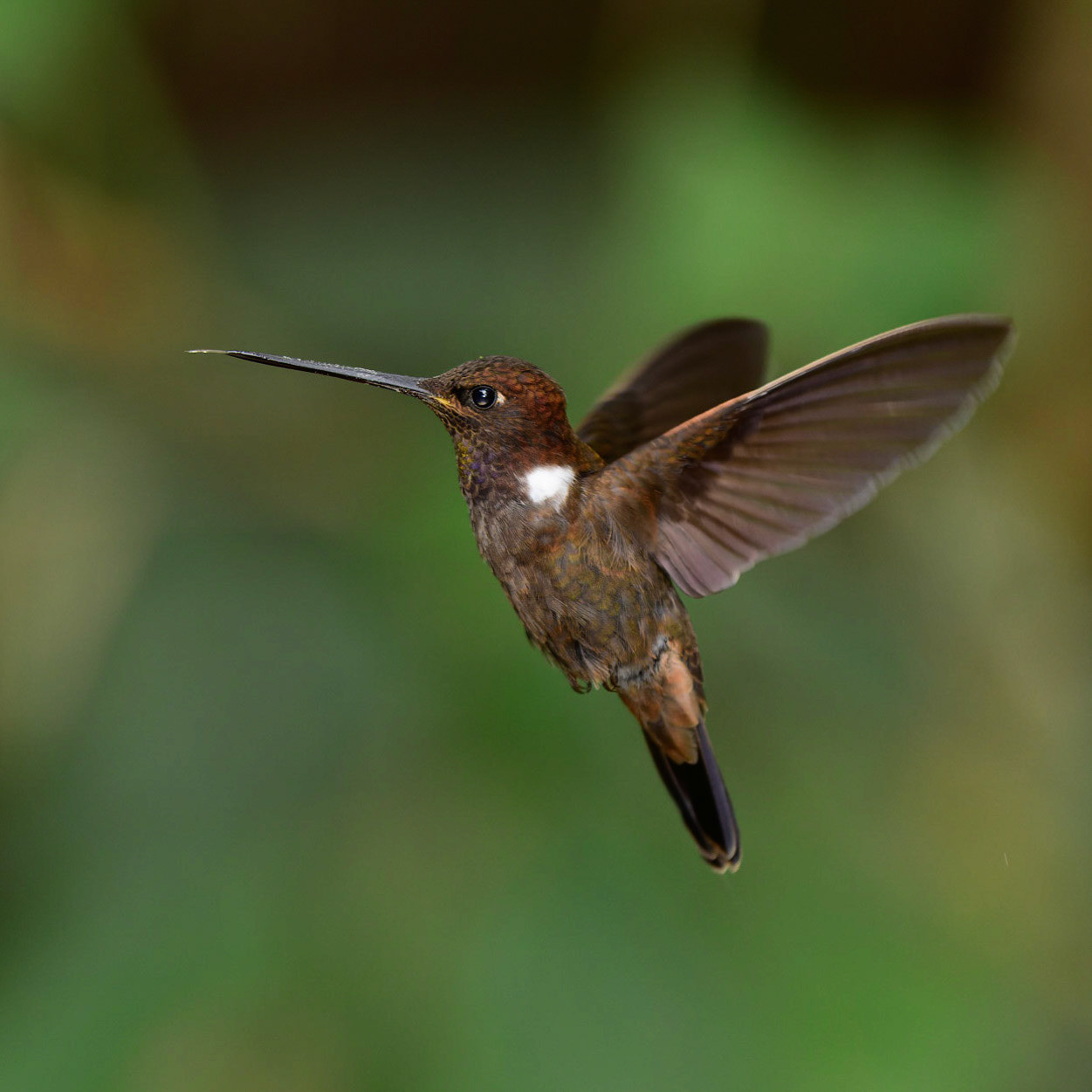 Brown Inca, Coeligena wilsoni