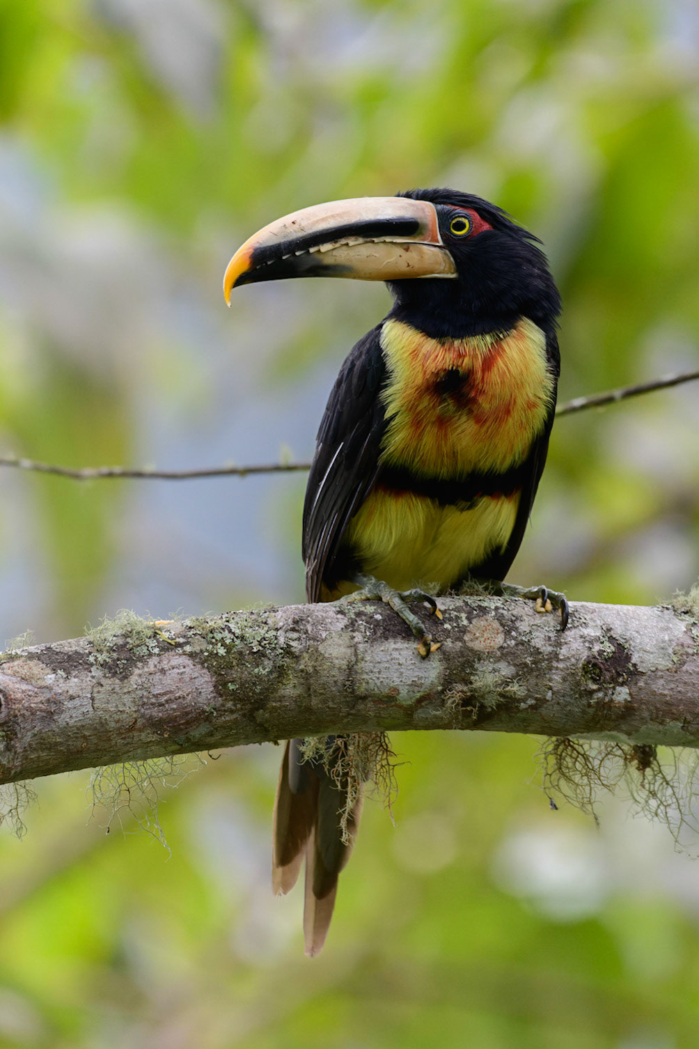 Collared Aracari (Pale-mandibled), Pteroglossus torquatus erythropygius