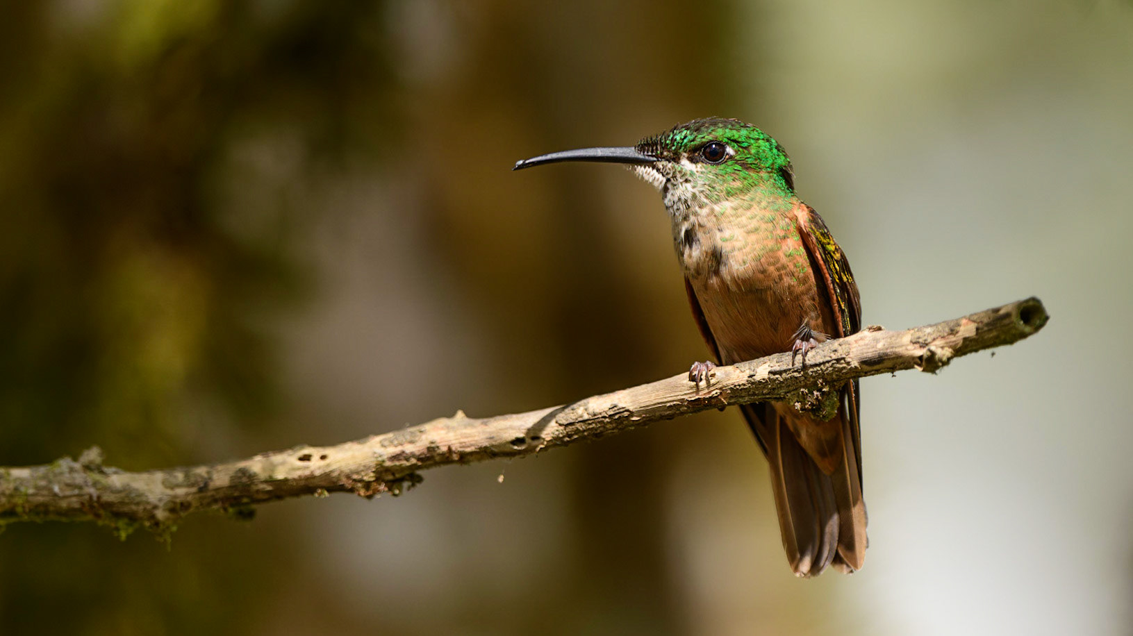 Violet-tailed Sylph, Aglaiocercus coelestis