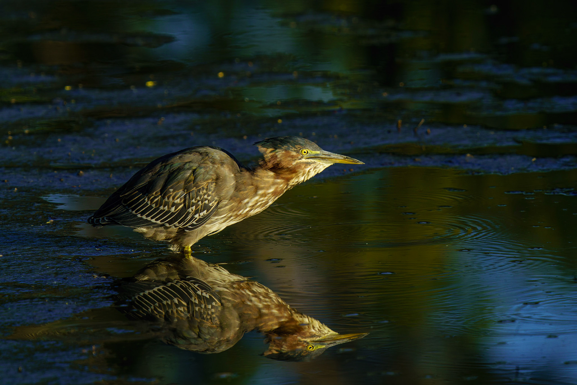 Green Heron, Butorides virescens