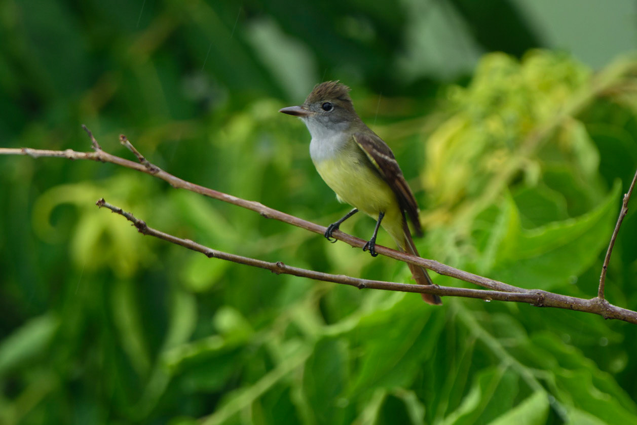 Nutting's Flycatcher, Myiarchus nuttingi