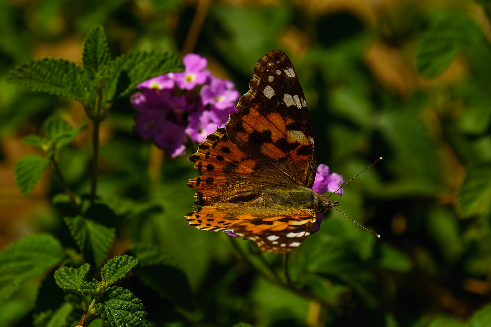 Painted Lady, Vanessa cardui