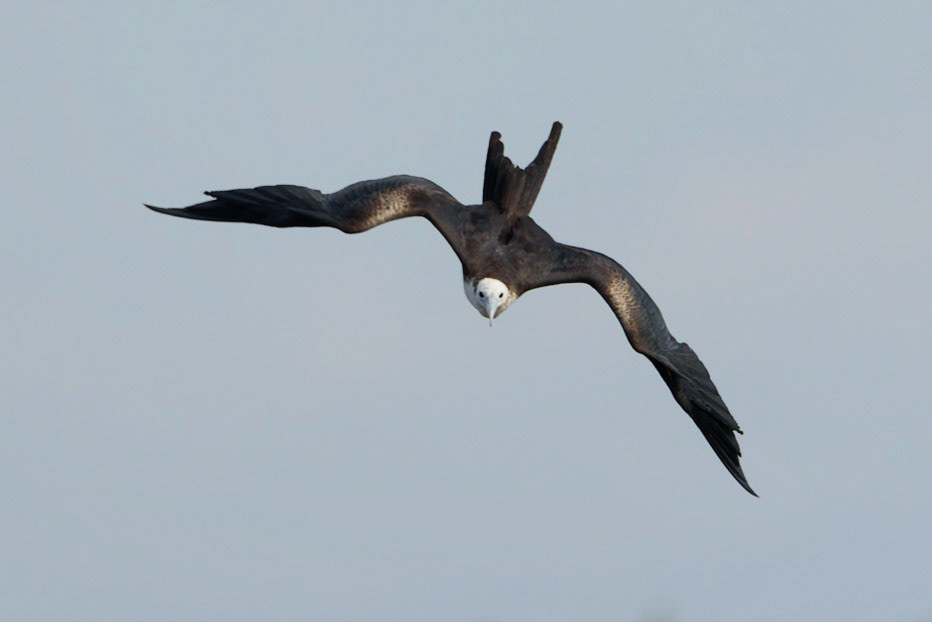 Magnificent Frigatebird, Fregata magnificens