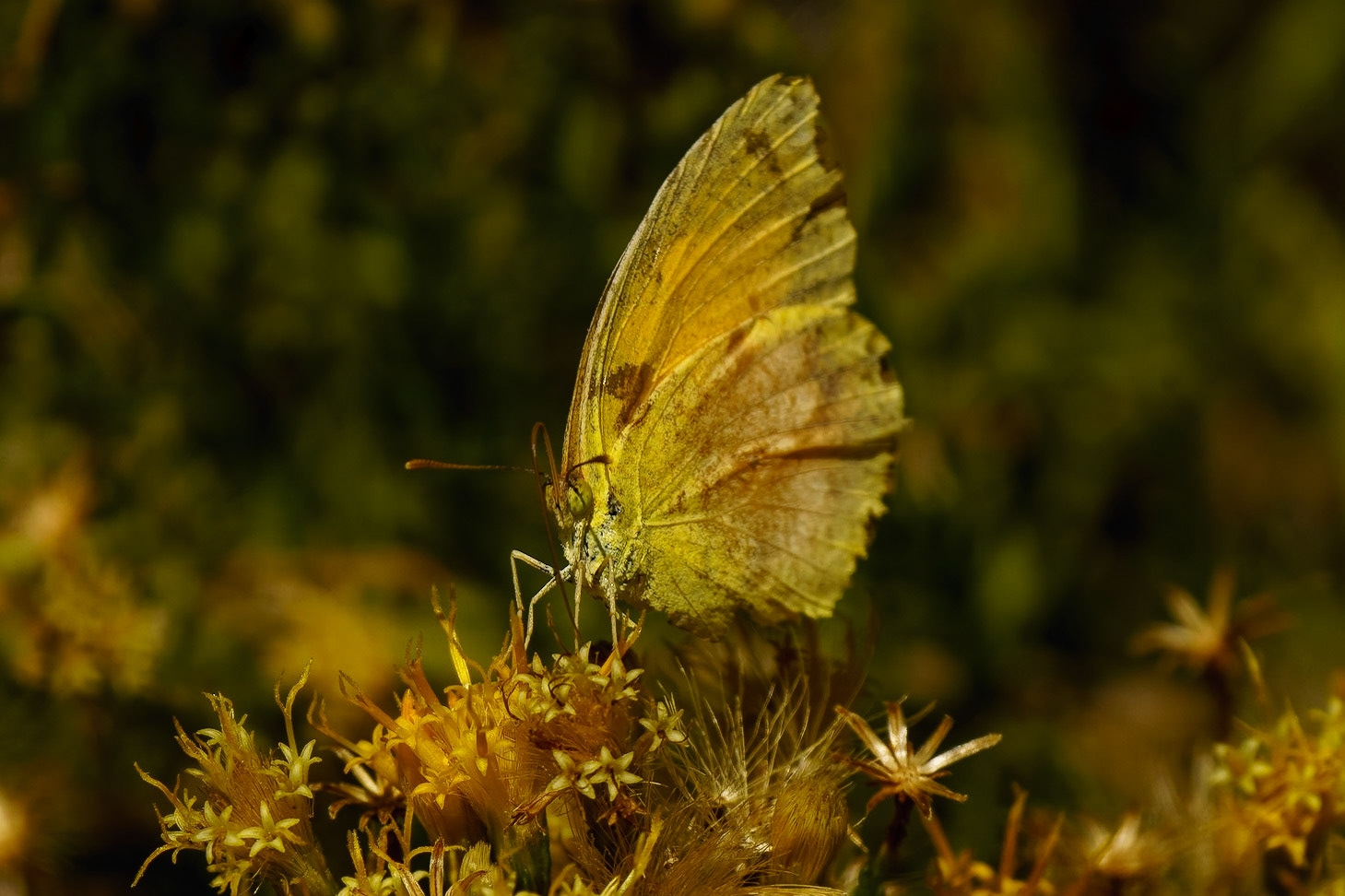 Sleepy Orange, Eurema nicippe