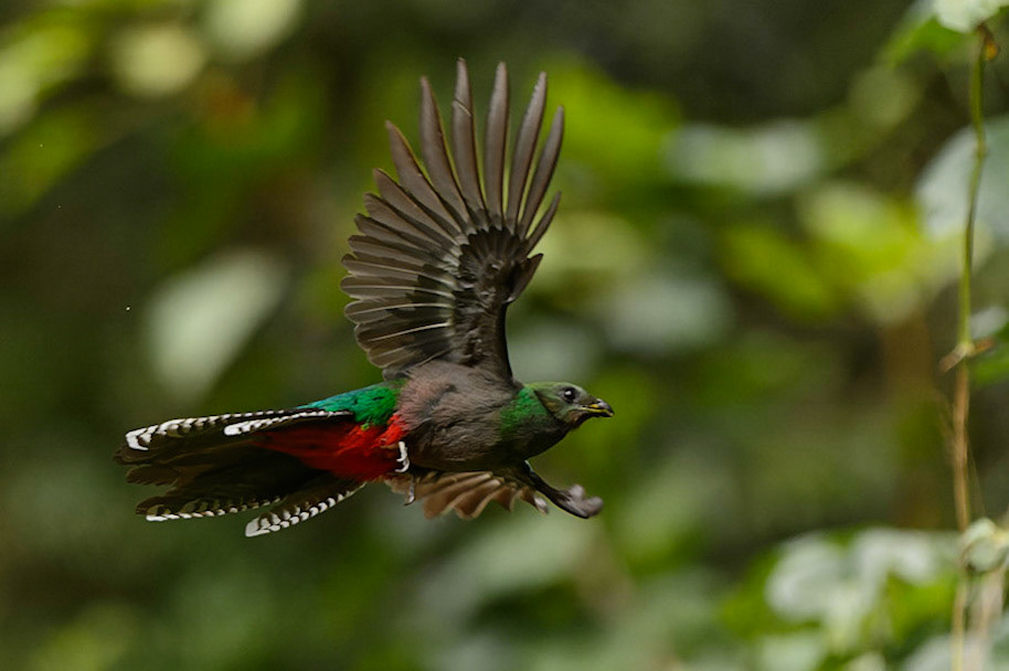 Resplendent Quetzal, Pharomachrus mocinno