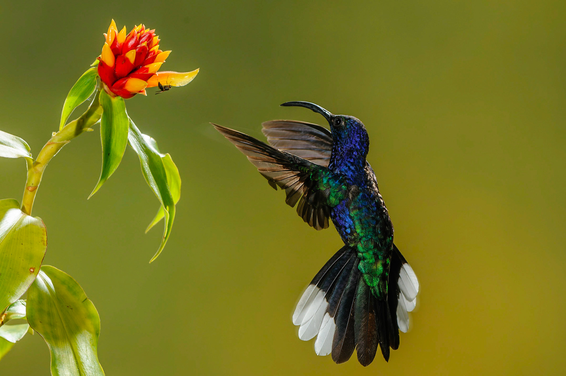 Violet Sabrewing, Campylopterus hemileucurus