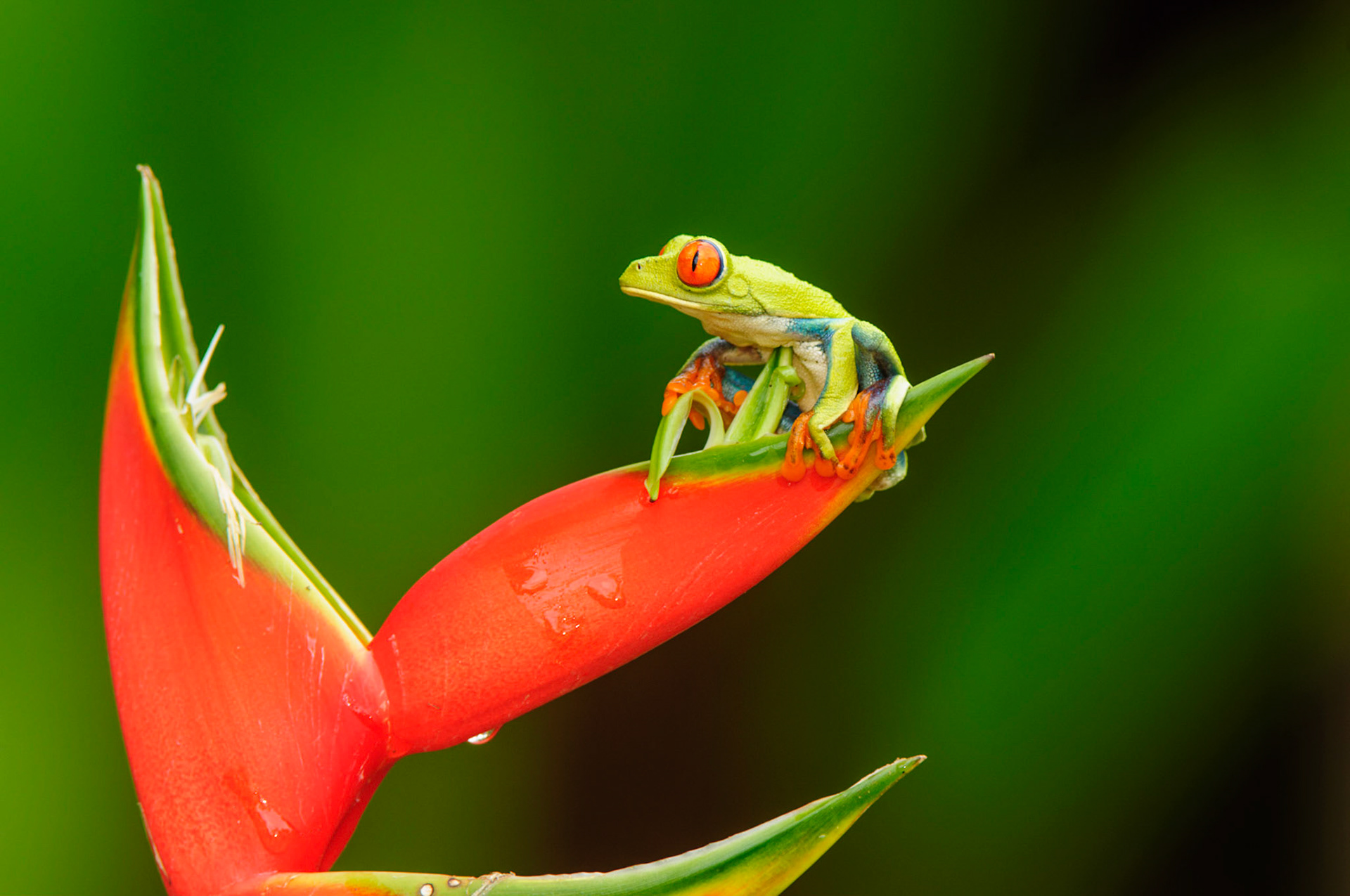 Red-eyed Treefrog, Agalychnis callidryas. Heliconia orthotricha cv. Imperial