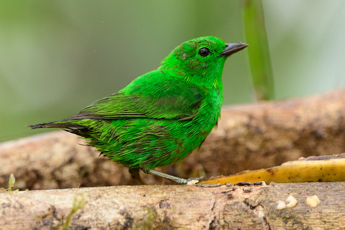 Glistening-green Tanager, Chlorochrysa phoenicotis