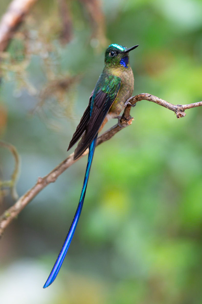 Violet-tailed Sylph, Aglaiocercus coelestis