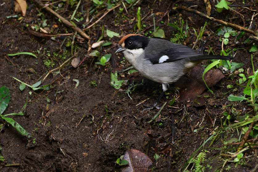 White-winged Brush-finch, Atlapetes leucopterus