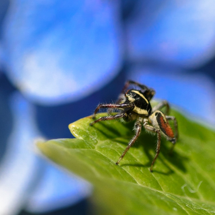 Jumping Spider - Salticidae