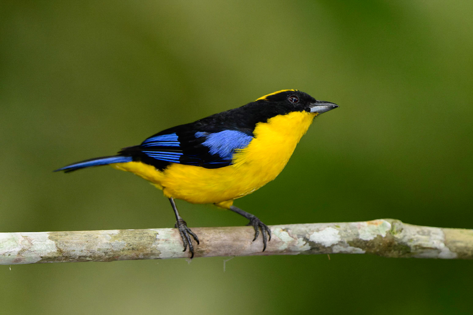 Blue-winged Mountain-Tanager Anisognathus somptuosus